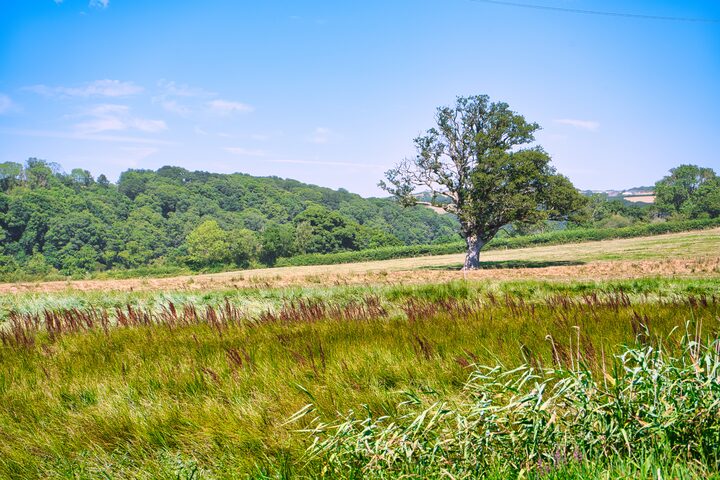Tree on salt marsh